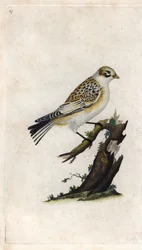 スノー・スパロウ（Snow Sparrow）。Plectrophenax nivalis（Emberiza nivalis）。エドワード・ドノヴァン（1768-1837）による銅版画、Histoire naturelle des oiseaux britanniques, Londonに掲載。