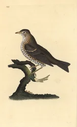 ツグミ（Turdus philomelos）。エドワード・ドノバンがロンドンで出版した自作の「英国鳥類博物誌」から描いて彫った手彩色の銅版画。