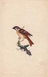 スズメ。パス・モンタナス。エドワード・ドノヴァン(1768-1837)による銅版画、Histoire naturelle des oiseaux britanniques, Londonに掲載。