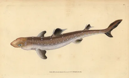 アブラツノザメ、Squalus acanthias（拾ったサメや犬の魚）。傷つきやすい。エドワード・ドノバンが、ロンドンのDonovan and F.C. and J. Rivington社の『Natural History of British Fishes』から手描きで銅版画を作成したもの。