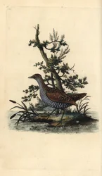 Spotted crake, Porzana porzana.エドワード・ドノバンがロンドンの「英国鳥類自然史」から描いて彫った手彩色の銅版画。