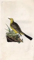 春のベルジャンネッテモタシラ・フラヴァエドワード・ドノヴァン(1768-1837)による銅版画、Histoire naturelle des oiseaux britanniques, Londonに掲載。