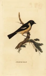 ストーンチャット（Saxicola rubicola