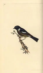 ストーンチャット（Saxicola rubicola）。エドワード・ドノバンがロンドンで出版された自作の「英国鳥類博物誌」から描いて彫った手彩色の銅版画。