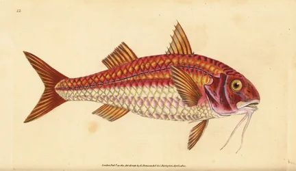 縞模様の赤ボラ、Mullus surmuletus。エドワード・ドノバンが、ロンドンのDonovan and F.C. and J. Rivington社の『Natural History of British Fishes』に掲載されている写真をもとに、手描きで銅版画を作成したもの。