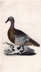 夏のオナガドリ。Anas querquedula.エドワード・ドノヴァン(1768-1837)による銅版画、Histoire naturelle des oiseaux britanniques, Londonに掲載。