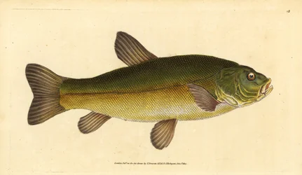 Tench, Tinca tinca (Cyprinus tinca).エドワード・ドノバンが、ロンドンのDonovan and F.C. and J. Rivington社の『Natural History of British Fishes』から手書きで描いて彫った色付き銅版画。
