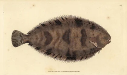 厚みのあるシタビラメ、Microchirus variegatus（バラエティーに富んだシタビラメ、Pleuronectes variegatus）。エドワード・ドノバンが、ロンドンのDonovan and F.C. and J. Rivington社の『Natural History of British Fishes』から描いて彫った手彩色の銅版画。