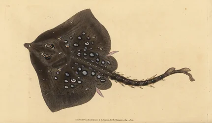 Thornback skate、Raja clavata。絶滅寸前。エドワード・ドノバンが、ロンドンのDonovan and F.C. and J. Rivingtonの「Natural History of British Fishes」から手書きで描いて彫った色付き銅版画。