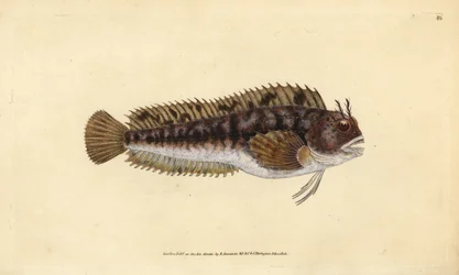 Tompot blenny, Parablennius gattorugine (ガットルギン、Blennius gattorugine).エドワード・ドノヴァンが、ロンドンのDonovan and F.C. and J. Rivington社の『Natural History of British Fishes』から描いて彫った手彩色の銅版画。