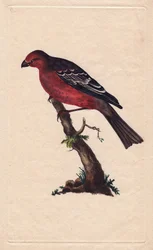 樹木のことPinicola enucleator（Loxia enucleator）。エドワード・ドノヴァン（1768-1837）による銅版画、『Histoire naturelle des oiseaux britanniques』（ロンドン）に掲載。