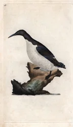 トロイルのウミスズメ。ウリアエアルゲ（Collymbus troile）。エドワード・ドノヴァン(1768-1837)による銅版画、Histoire naturelle des oiseaux britanniques, Londonに掲載。