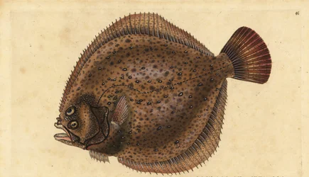 ターボット、Scophthalmus maximus（Pleuronectes maximus）。エドワード・ドノヴァンが、ロンドンのDonovan and F.C. and J. Rivington社の『Natural History of British Fishes』から描いて彫った手彩色の銅版画。
