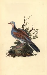 キジバト（Streptopelia turtur）。エドワード・ドノヴァンが自作の『英国鳥類博物誌』（1794-1819）から描いて彫った手彩色の銅版画。エドワード・ドノヴァン（1768-1837）は、イギリス・アイルランドのアマチュア動物学者、作家、芸術家、彫刻家である。彼の作品は