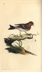Twite, Carduelis flavirostris.エドワード・ドノバンがロンドンで出版した「英国鳥類博物誌」から描いて彫った手彩色の銅版画。