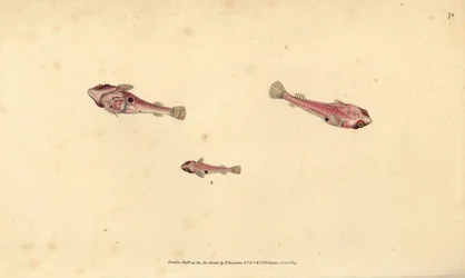 Two-spotted clingfish, Diplecogaster bimaculata bimaculata (Bimaculated sucker, Cyclopterus bimaculatus).エドワード・ドノヴァンが、ロンドンのDonovan and F.C. and J. Rivington社の『Natural History of British Fishes』から描いて彫った手彩色の銅版画。