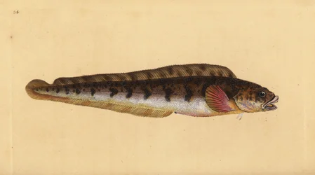 Viviparous eelpout, Zoarces viviparus (Viviparus blenny, Blennius viviparus).エドワード・ドノバンが、ロンドンのDonovan and F.C. and J. Rivington社の『Natural History of British Fishes』から描いて彫った手彩色の銅版画。