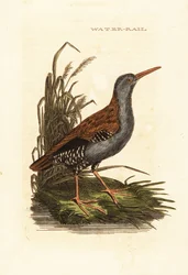 ウォーターレール（Rallus aquaticus