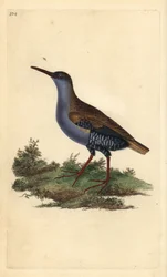 水鉄砲（Rallus aquaticus）。エドワード・ドノバンがロンドンで出版した「英国鳥類博物誌」から描いて彫った手彩色の銅版画。