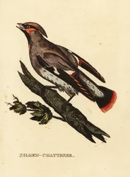 ワックスンチャタラーまたはボヘミアンワックスウイング、Bombycilla garrulus