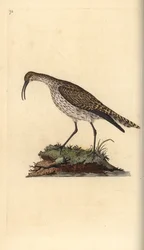 ウィンブレル（Numenius phaeopus）。エドワード・ドノバンがロンドンで出版した「英国鳥類博物誌」から描いて彫った手彩色の銅版画。
