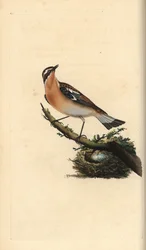 ジンチョウゲ、Saxicola rubetra。エドワード・ドノバンがロンドンで出版した「英国鳥類博物誌」から描いて彫った手彩色の銅版画。