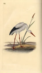 コウノトリ（Ciconia ciconia）。エドワード・ドノバンがロンドンの「英国鳥類博物誌」から描いて彫った手彩色の銅版画。