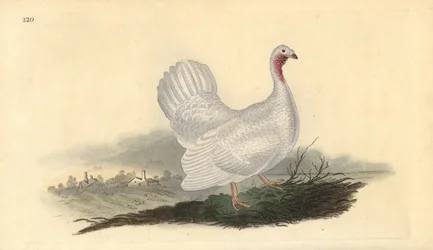 白い七面鳥、Melagris gallopavo（変種）。エドワード・ドノバンがロンドンで出版した自作の「英国鳥類博物誌」から描いて彫った手彩色の銅版画。