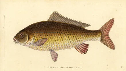 野生のコモンコイ、Cyprinus carpio。傷つきやすい。エドワード・ドノバンが、ロンドンのDonovan and F.C. and J. Rivington社の『Natural History of British Fishes』から手書きで描いて彫った色付き銅版画。