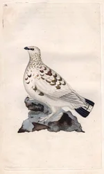 ウィロー・パゴペディLagopus lagopus（Tetrao lagopus）。エドワード・ドノヴァン(1768-1837)による銅版画、Histoire naturelle des oiseaux britanniques, Londonに掲載。