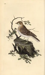 ウッドラーク（Lullula arborea）。エドワード・ドノバンがロンドンで出版した自作の「英国鳥類博物誌」から描いて彫った手彩色の銅版画。