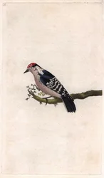 キツツキ。Dendrocopos minor（Picus minor）。エドワード・ドノヴァン（1768-1837）による銅版画、Histoire naturelle des oiseaux britanniques, Londonに掲載。
