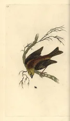 イエローハンマー（Emberiza citrinella）。エドワード・ドノバンがロンドンで出版した「英国鳥類博物誌」から描いて彫った手彩色の銅版画。