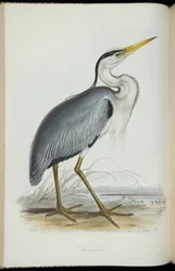 ジョン・グールドの「The BirdsofEurope」のCommonHeron