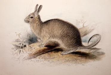 Lagotis cuvieri、1833