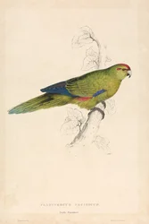 Platycercus Pacificus / パシフィック・パラキート（図版26）