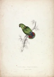 Psittacula Swinderniana。スウィンダーン・パラキート