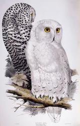シロフクロウ、1832-1837