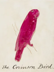 コミック鳥の16の図面からクリムゾン鳥（紙にペン＆インクトイレ）