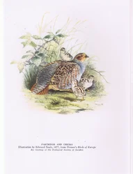 Partridge and chicks, Nature in Britain published by Collins