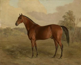 ケンタッキーウッドペッカー、1834