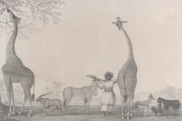 雄大で優美なキリン、またはカメレオパーズと、ガゼルの珍しい動物..., 1838.