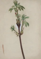 植物研究