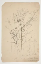 2 本の木のスケッチ