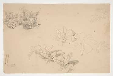 花の研究