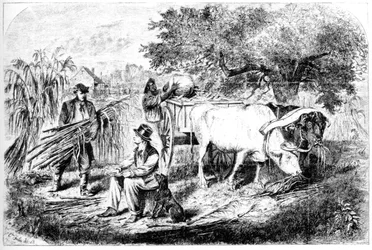 Oxen Hauling Corn、19世紀。