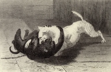 例X、猿と戦う犬