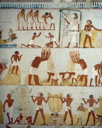 穀物の収穫、脱穀と唐箕、ルクソール、テーベのシェイク・アブド・エル・クルナ墓地、メンナの墓の前庭のフレスコ画の詳細（ユネスコ世界遺産