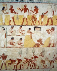 穀物の収穫、脱穀と唐箕、ルクソール、テーベのシェイク・アブド・エル・クルナ墓地、メンナの墓の前庭のフレスコ画の詳細（ユネスコ世界遺産