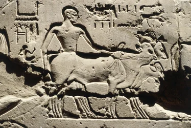エジプト 古代エジプト、ルクソール、ルクソール神殿、ラムセス2世の中庭、浮き彫り、新王国時代、第十九王朝（紀元前1290～1224年）